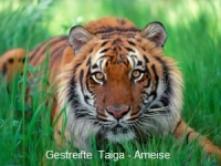 ameisenspiel ameisenspiel